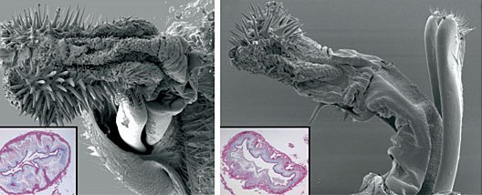 sm_seed_beetles_zoom