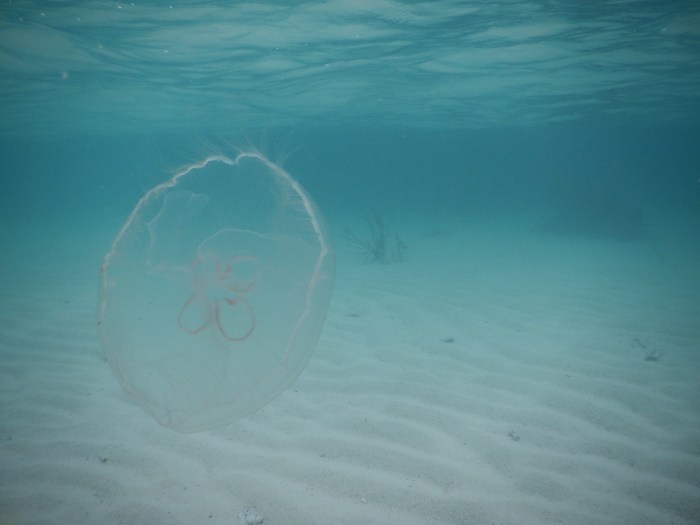 Moon jelly.