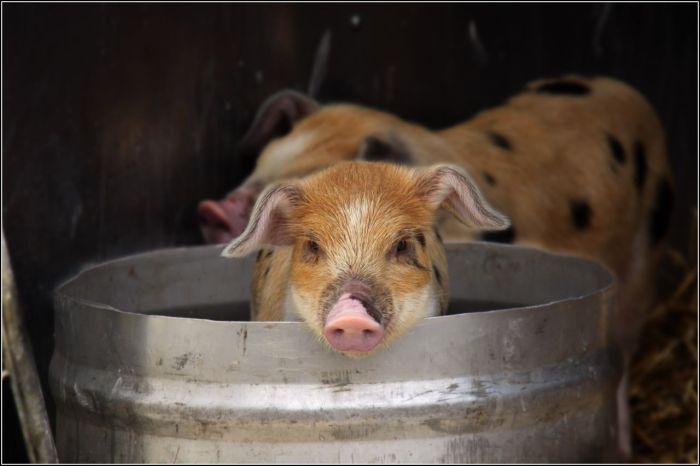 pig_in_a_bucket